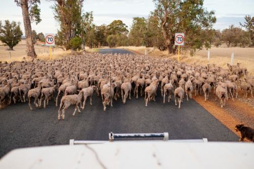 Droving sheep on wheatbelt road with ute and kelpie - Australian Stock Image