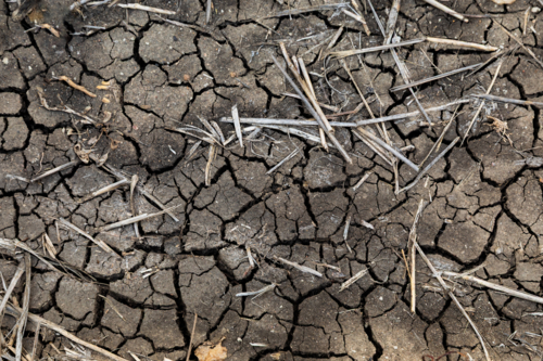 Dry and cracked black earth - Australian Stock Image