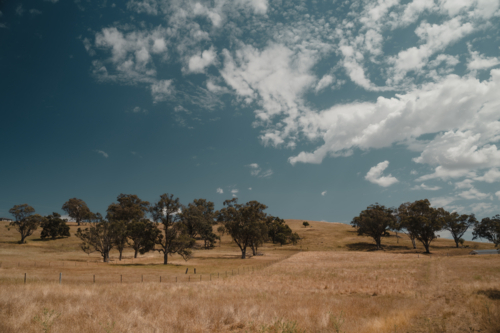 Dry Australian hillside with scattered gum trees - Australian Stock Image