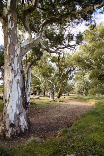 Dry creek lined with gum trees