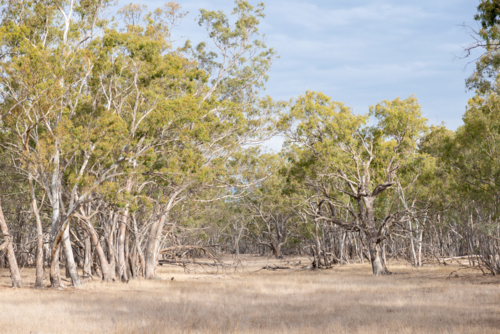 Dry eucalypt forest with golden grass and scattered fallen branches - Australian Stock Image