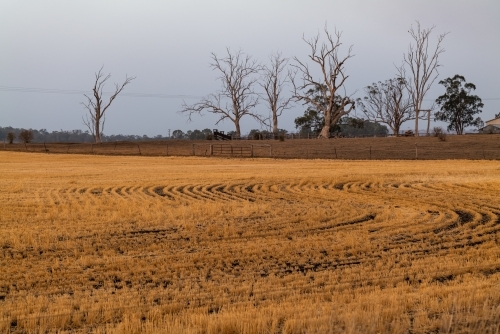 Dry farm paddock with crop and dead trees - Australian Stock Image