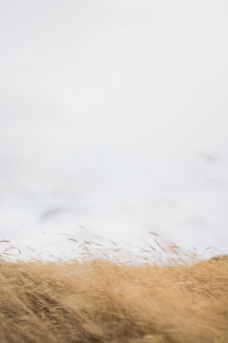 dry, golden-toned grass swaying in a field against a bright, cloudy sky - Australian Stock Image