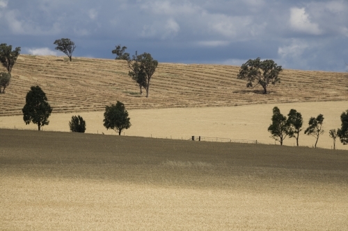 Dry grain crop stubble fields with horizon and scattered trees - Australian Stock Image