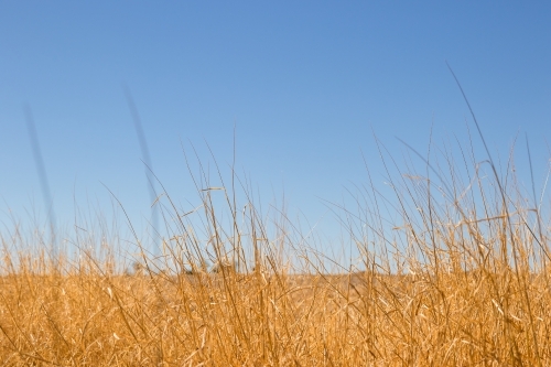 Dry grass in natural setting - Australian Stock Image