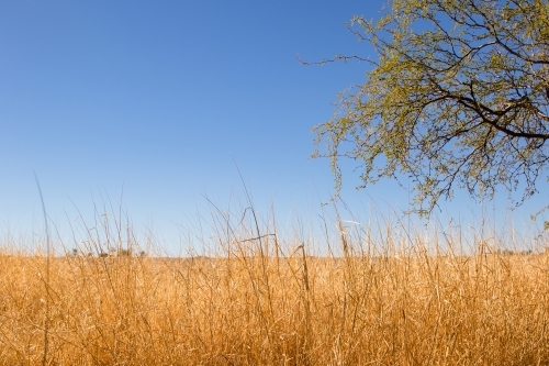 Dry grass in natural setting - Australian Stock Image