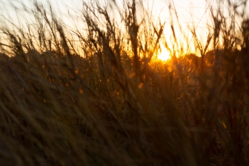 Dry grass lit by the setting sun - Australian Stock Image