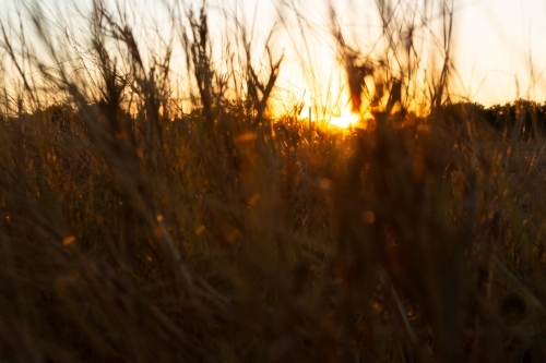Dry grass lit by the setting sun - Australian Stock Image