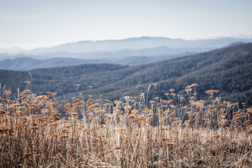 Dry grass with hazy mountains in background at Mt Buller - Australian Stock Image