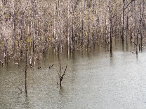 Dry leaved trees growing in water - Australian Stock Image