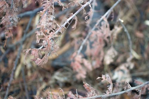 Dry leaves and twigs - Australian Stock Image