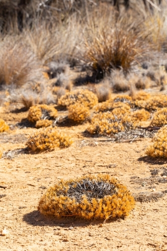 Dry native vegetation and wreath plants in dry earth - Australian Stock Image