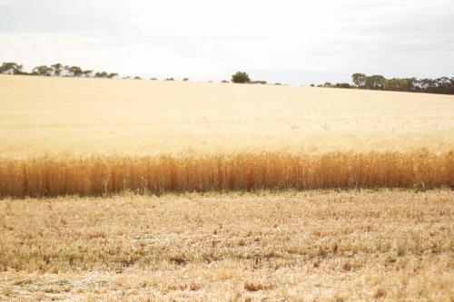 Dry paddock in the countryside - Australian Stock Image