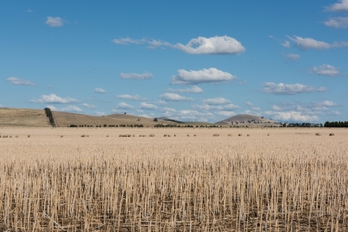 Dry paddock of stubble after harvest - Australian Stock Image