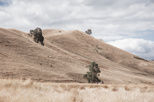 Dry, rolling, grassy hills, with a few gum trees - Australian Stock Image