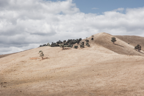 Dry rolling hills with group of trees and cloudy sky - Australian Stock Image