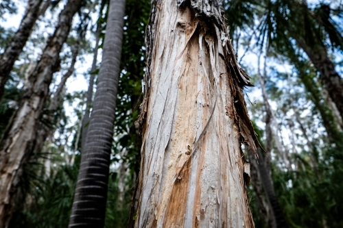 dry tree trunk in the forest - paperbark tree - Australian Stock Image