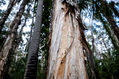 dry tree trunk in the forest - paperbark tree
