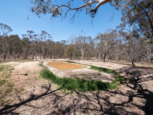 Dry trees around the puddle of a drought affected dam - Australian Stock Image