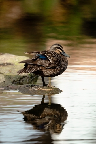 Duck on edge of water - Australian Stock Image