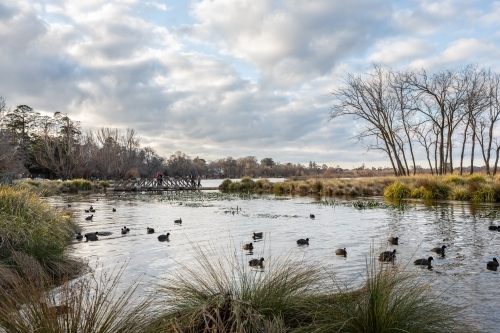 Ducks on Lake Wendouree - Australian Stock Image