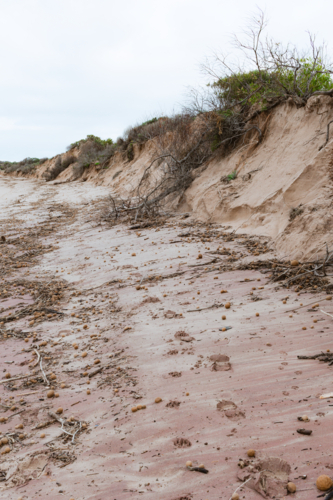 Dune erosion caused by winter swells on Australia's South Coast - Australian Stock Image