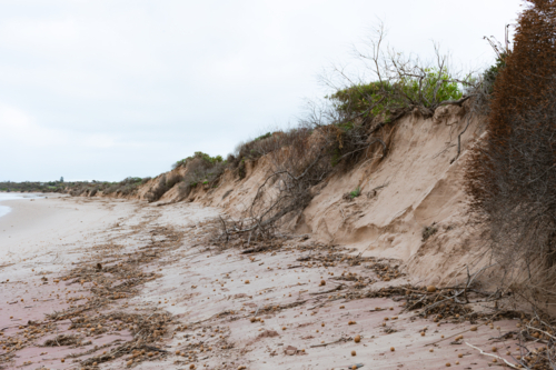 Dune Erosion on Australia's South Coast caused by winter swells and storms - Australian Stock Image