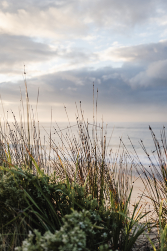 dune grasses at sunrise - Australian Stock Image