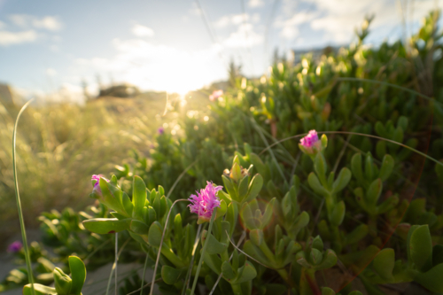 Dune vegetation and pink flowers growing along sandy coastal landscape at Scarborough Beach, Perth, - Australian Stock Image