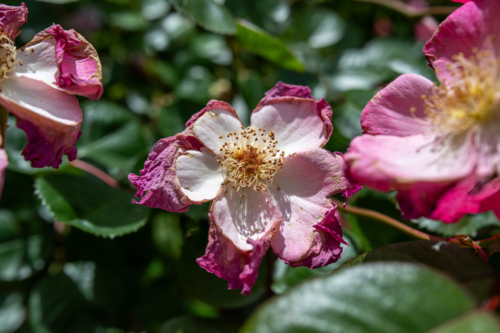Dying pink rose flower - Australian Stock Image