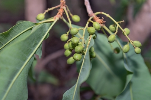 Early Kakadu Plums - Australian Stock Image