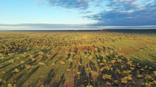 Early morning drone view of native vegetation - Australian Stock Image