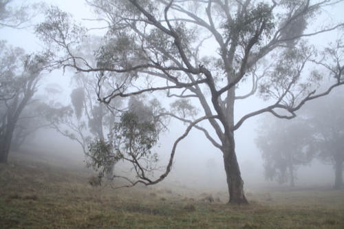 Early morning mist surrounding gum trees in the bush - Australian Stock Image