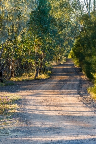 Early morning sun dappled country dirt road