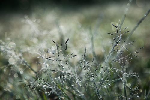 Early morning sunlight shining silver on grass and dew - Australian Stock Image