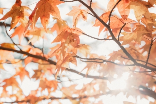 Early morning sunshine filtering through red leaves in autumn - Australian Stock Image