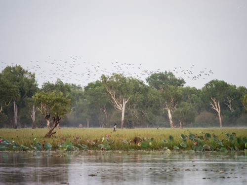 Early morning view of a billabong in Kakadu National Park - Australian Stock Image