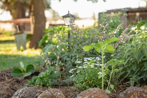 Early sunflower plants growing in round cottage garden - Australian Stock Image