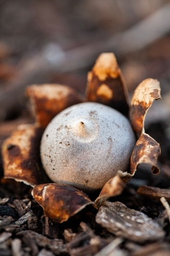 Earth star fungi fruity body - Australian Stock Image
