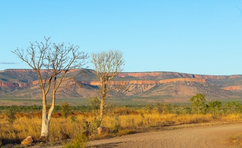 East Kimberley landscape with young boab trees and Cockburn range