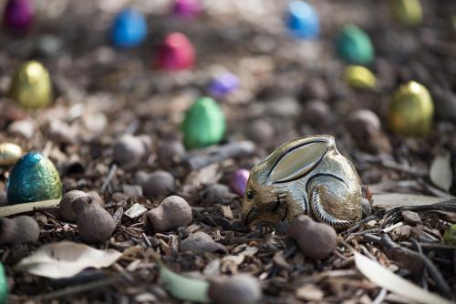 Easter bilby and eggs in Australian bush - Australian Stock Image