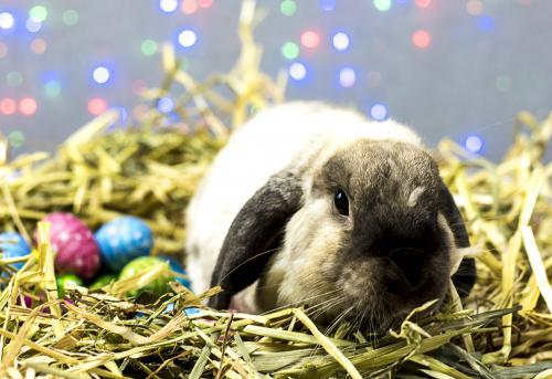 Easter Bunny Rabbit laying easter eggs in straw nest with coloured lights in background