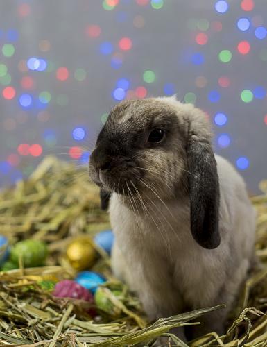 Easter Bunny Rabbit sitting in straw nest with easter eggs with colourful lights in background - Australian Stock Image