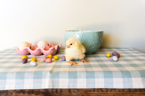 Easter chicken with easter eggs - Australian Stock Image