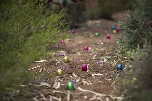Easter egg hunt in Australian Bush - Australian Stock Image