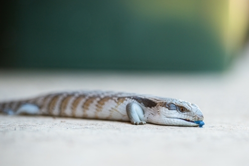 Eastern blue-tongued lizard (tiliqua scincoides) in urban backyard - Australian Stock Image