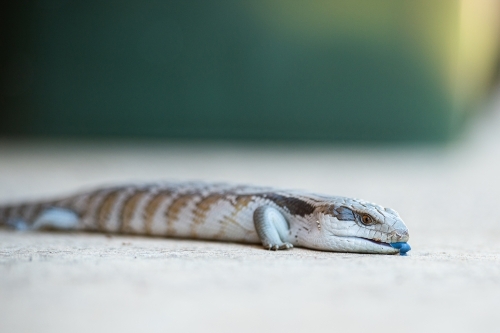 Eastern blue-tongued lizard (tiliqua scincoides) in urban backyard