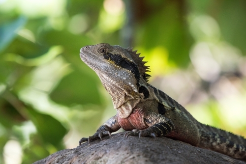 Eastern dragon lizard sitting on a rock against the green background - Australian Stock Image