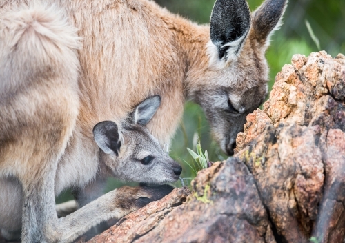 Eastern grey kangaroo and joey - Australian Stock Image