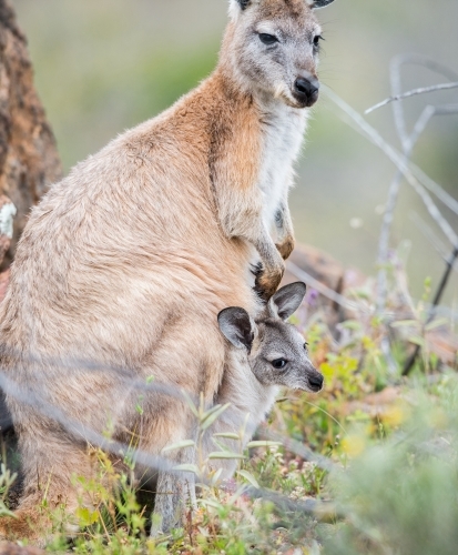 Eastern grey kangaroo and joey - Australian Stock Image